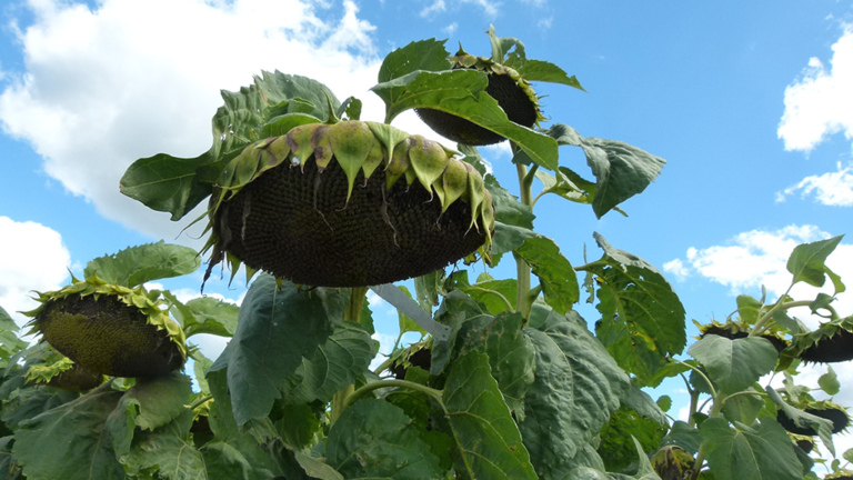 Girasol-RAGT-Semillas